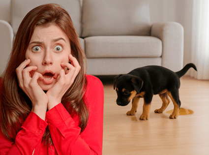 Como limpar xixi de cachorro — guia prático e definitivo